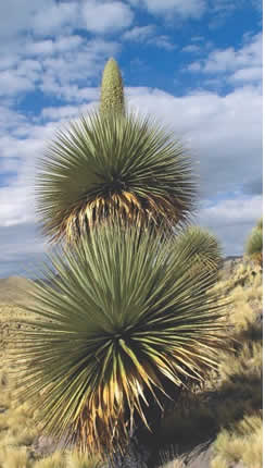 Puya de Raimondi en Tarucani