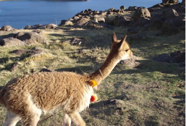 Lama