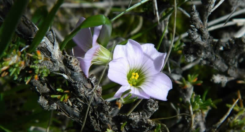 Fauna y flora de la laguna