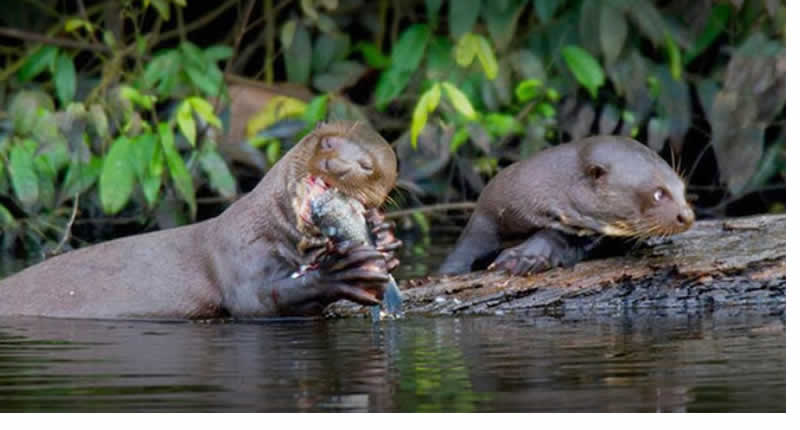 Riesenotter