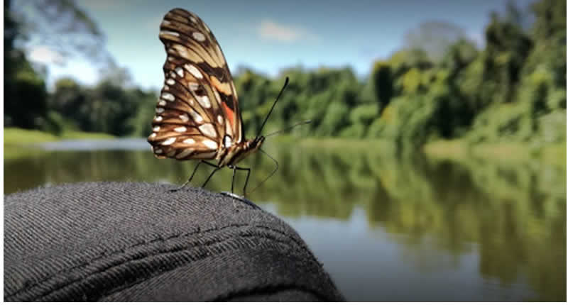 Schmetterlinge